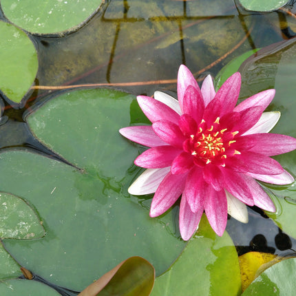 Nymphaea Alba var. Rubra