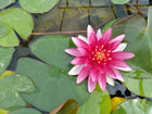Nymphaea Alba var. Rubra