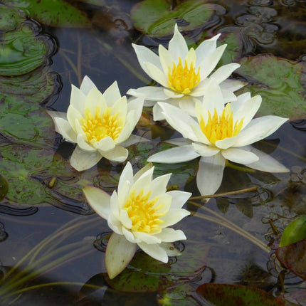 Nymphaea Pygmaea helvola