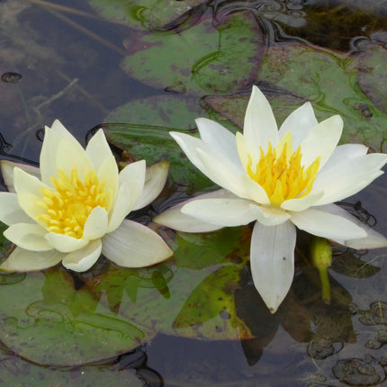 Nymphaea Pygmaea helvola