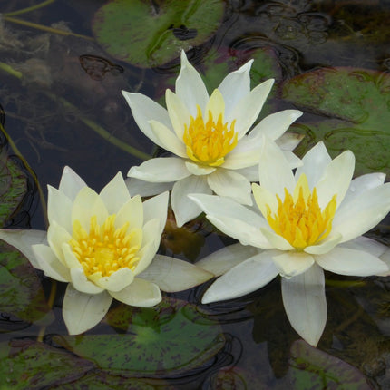 Nymphaea Pygmaea helvola