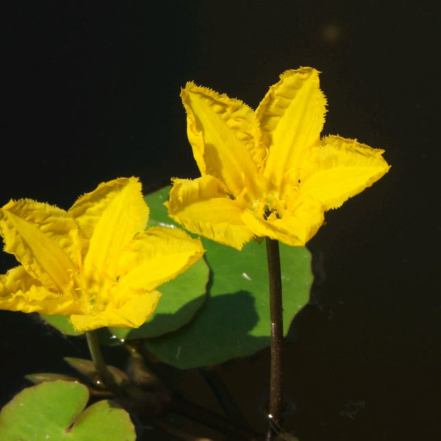 Water Fringe | Nymphoides peltata