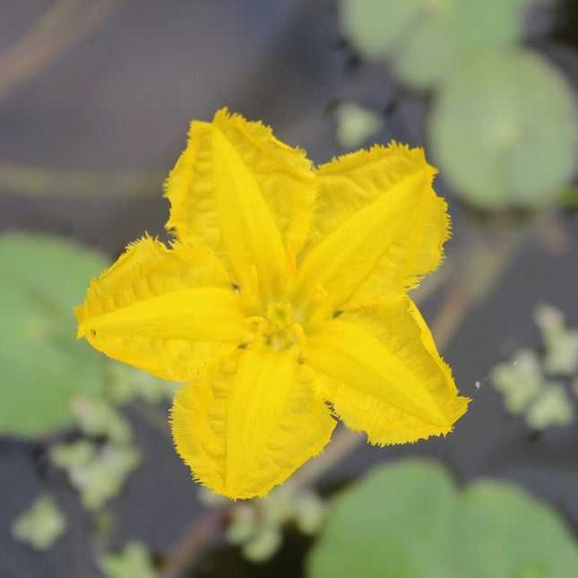 Water Fringe | Nymphoides peltata