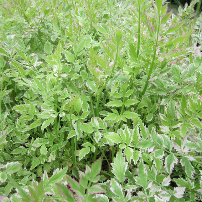 Variegated water dropwort | Oenanthe javanica 'Flamingo'