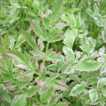 Variegated water dropwort | Oenanthe javanica 'Flamingo'