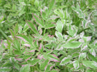Variegated water dropwort | Oenanthe javanica 'Flamingo'