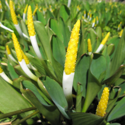 Golden club | Orontium aquaticum