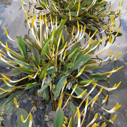 Golden club | Orontium aquaticum