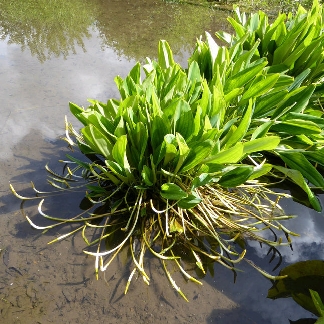 Golden club | Orontium aquaticum