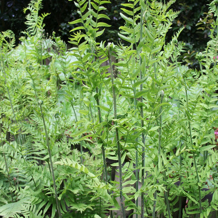 Royal fern | Osmunda regalis