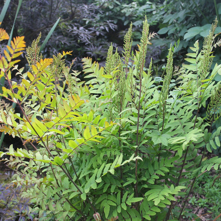 Royal fern | Osmunda regalis