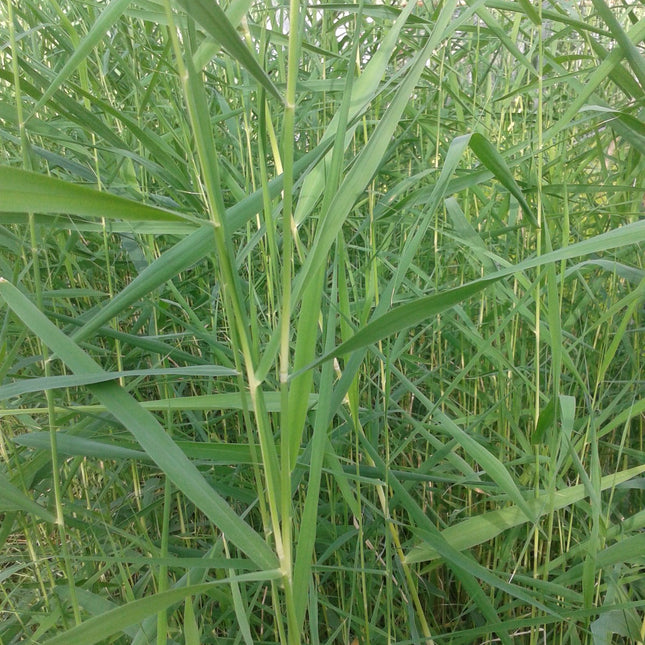 Norfolk reed, Common reed, Phragmites communis,  | Phragmites australis