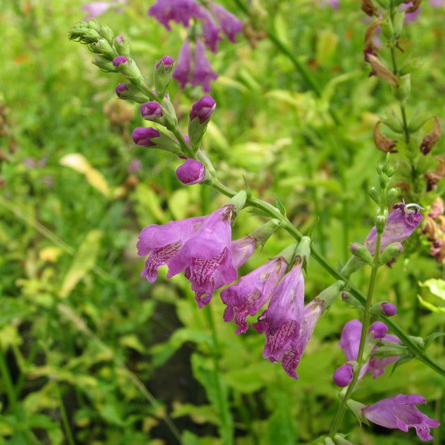 Obedient plant, false dragonhead | Physostegia virginiana
