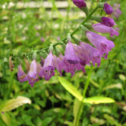 Obedient plant, false dragonhead | Physostegia virginiana