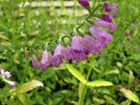 Obedient plant, false dragonhead | Physostegia virginiana