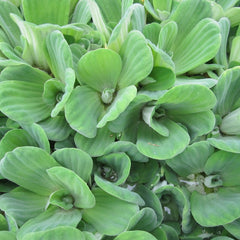 Collection image for: Ready-to-ship Floating Plants