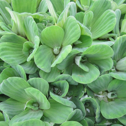 Water lettuce | Pistia stratiotes