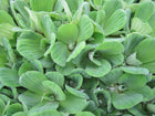 Water lettuce | Pistia stratiotes