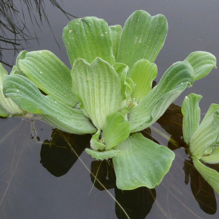 Water lettuce | Pistia stratiotes