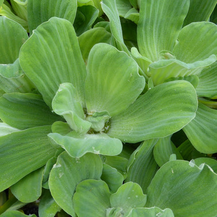 Water lettuce | Pistia stratiotes