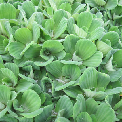 Water lettuce | Pistia stratiotes