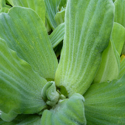 Water lettuce | Pistia stratiotes