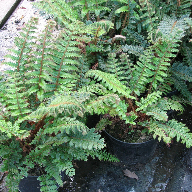 Japanese tassel fern | Polystichum polyblepharum