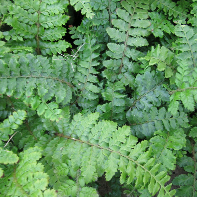 Japanese tassel fern | Polystichum polyblepharum