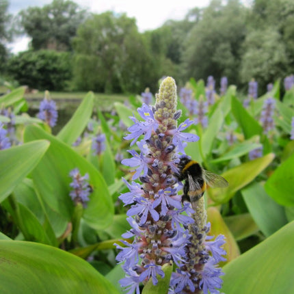 Pickerel weed | Pontederia cordata