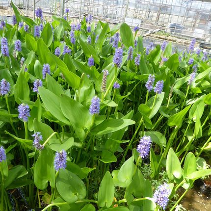 Pickerel weed | Pontederia cordata