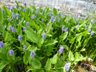 Pickerel weed | Pontederia cordata