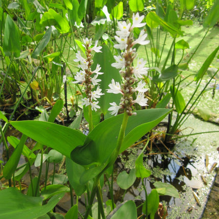 White pickerel weed | Pontederia cordata 'alba'