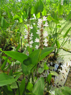 White pickerel weed | Pontederia cordata 'alba'