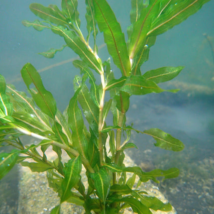 Curly pondweed | Potamogeton crispus (5 Weighted Bunches)