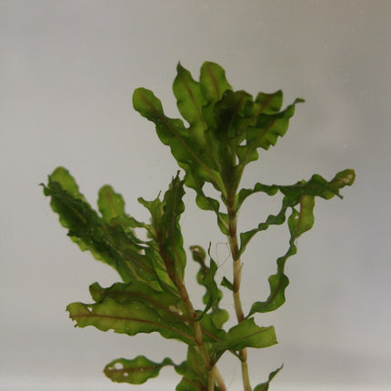 Curly pondweed | Potamogeton crispus (5 Weighted Bunches)
