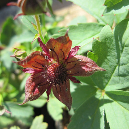 Marsh cinquefoil | Potentilla palustris