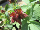 Marsh cinquefoil | Potentilla palustris