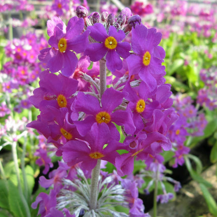 Bee's primrose | Primula beesiana