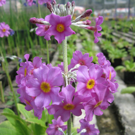Bee's primrose | Primula beesiana