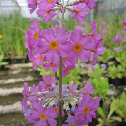 Bee's primrose | Primula beesiana