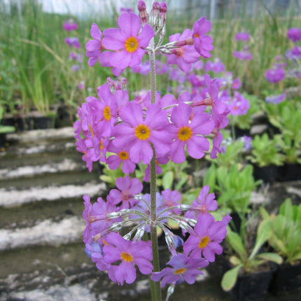 Bee's primrose | Primula beesiana