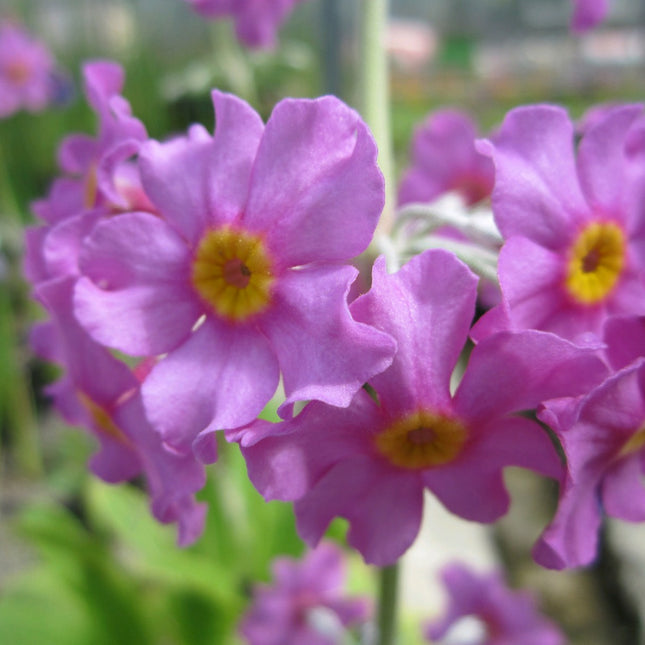 Bee's primrose | Primula beesiana
