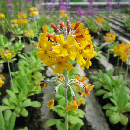 Bee's primrose | Primula beesiana