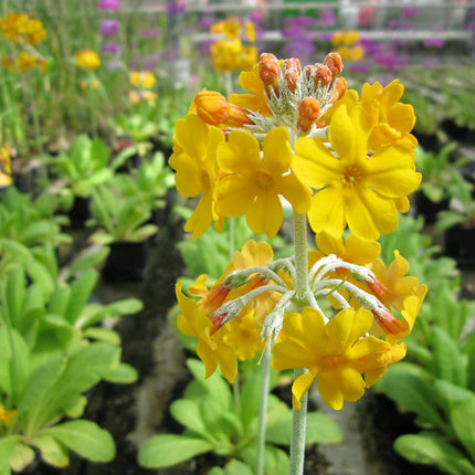 Bee's primrose | Primula beesiana