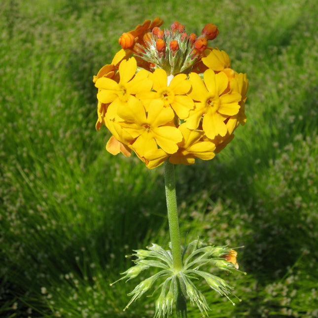 Bulley's primrose | Primula bulleyana