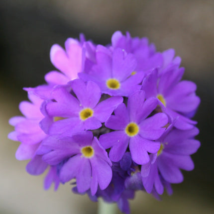 Drumstick primrose | Primula denticulata