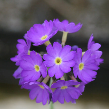 Drumstick primrose | Primula denticulata