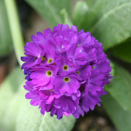 Drumstick primrose | Primula denticulata