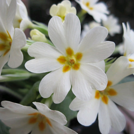 Primrose | Primula vulgaris
