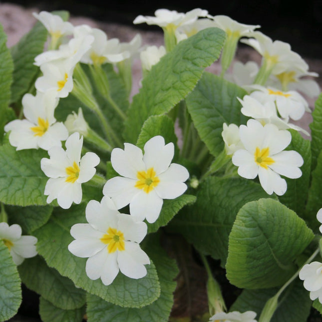 Primrose | Primula vulgaris
